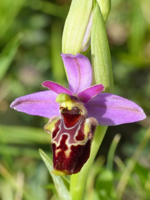 Prima fioritura di orchidee a Palena nel Parco Nazionale della Majella - maggio 2022.
